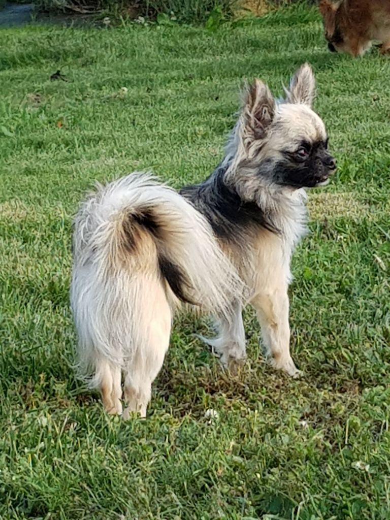 Obelix Des Jardins De Titan