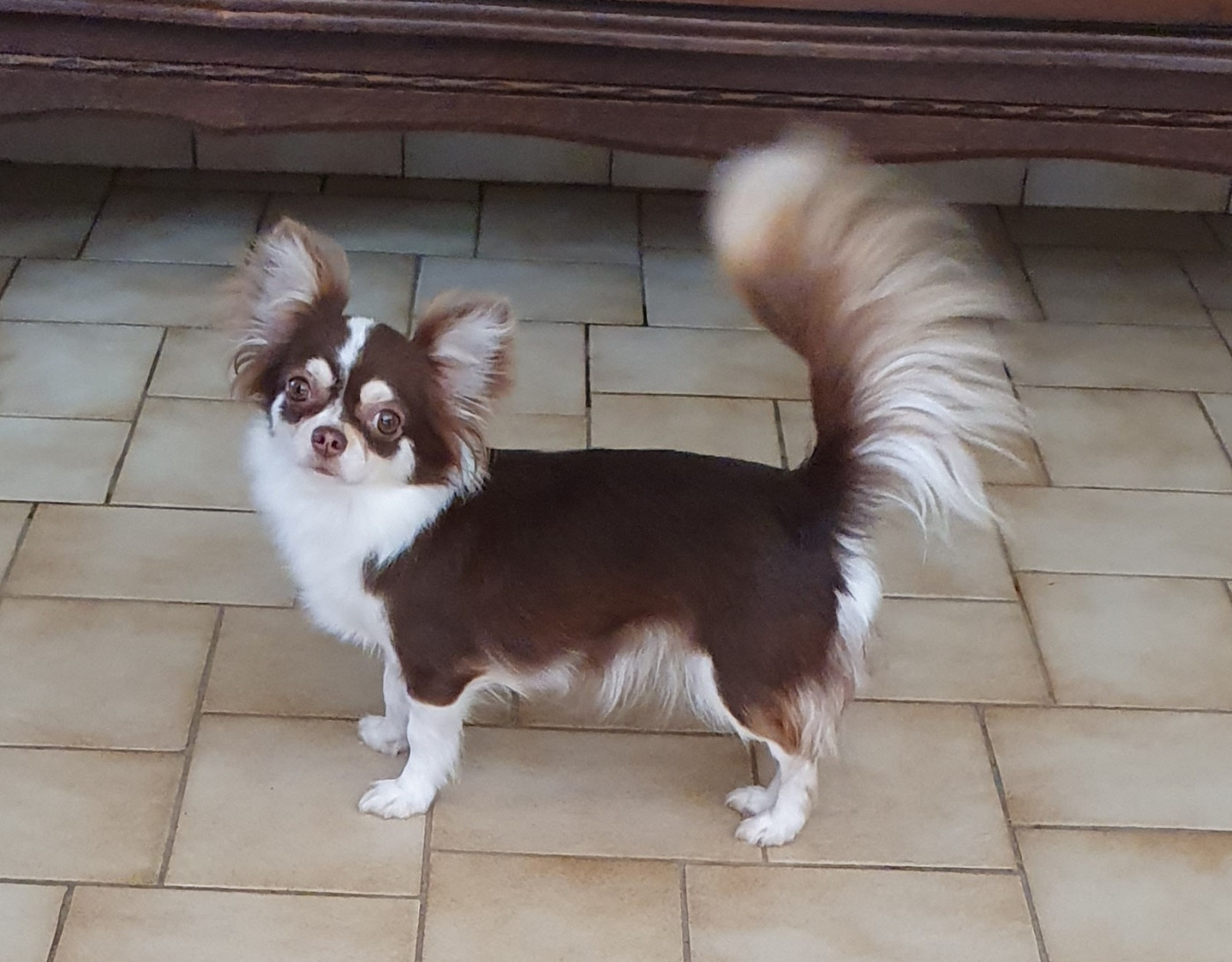 Rosie honeybee Du Paradis Des Mascareignes