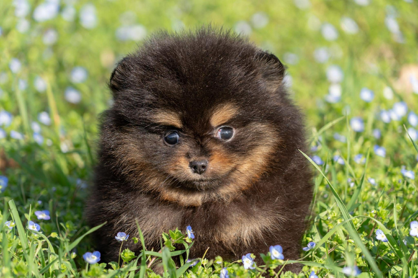 americano Du Domaine Du Prieure De Cayac