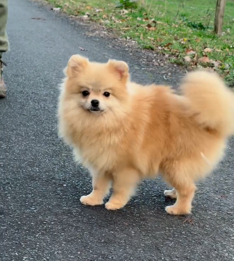 amande Du Domaine Du Prieure De Cayac