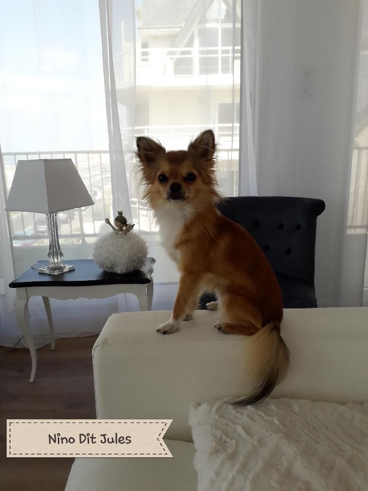 Chiots nés chez nous, leur évolution !