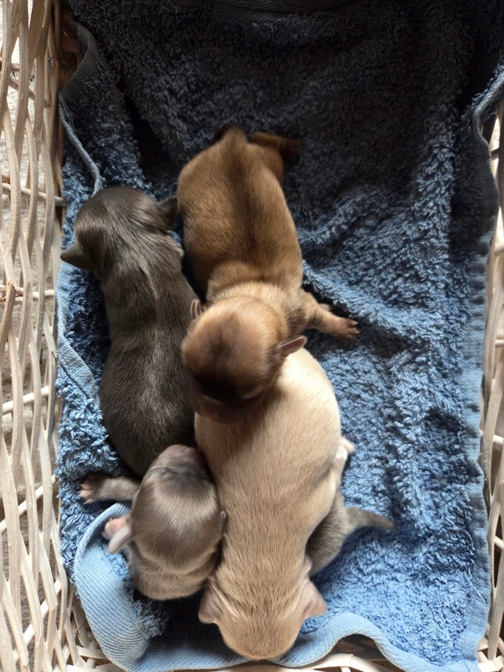 Chiot Chihuahua Des Jardins De Titan