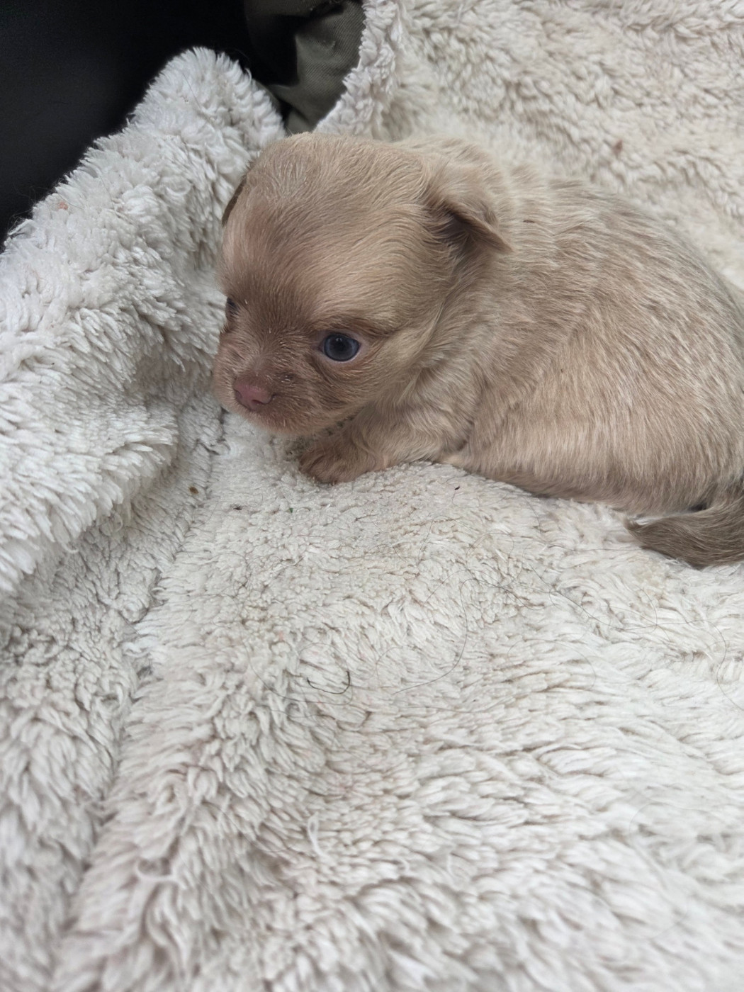 Des Jardins De Titan - Chiots disponibles - Chihuahua