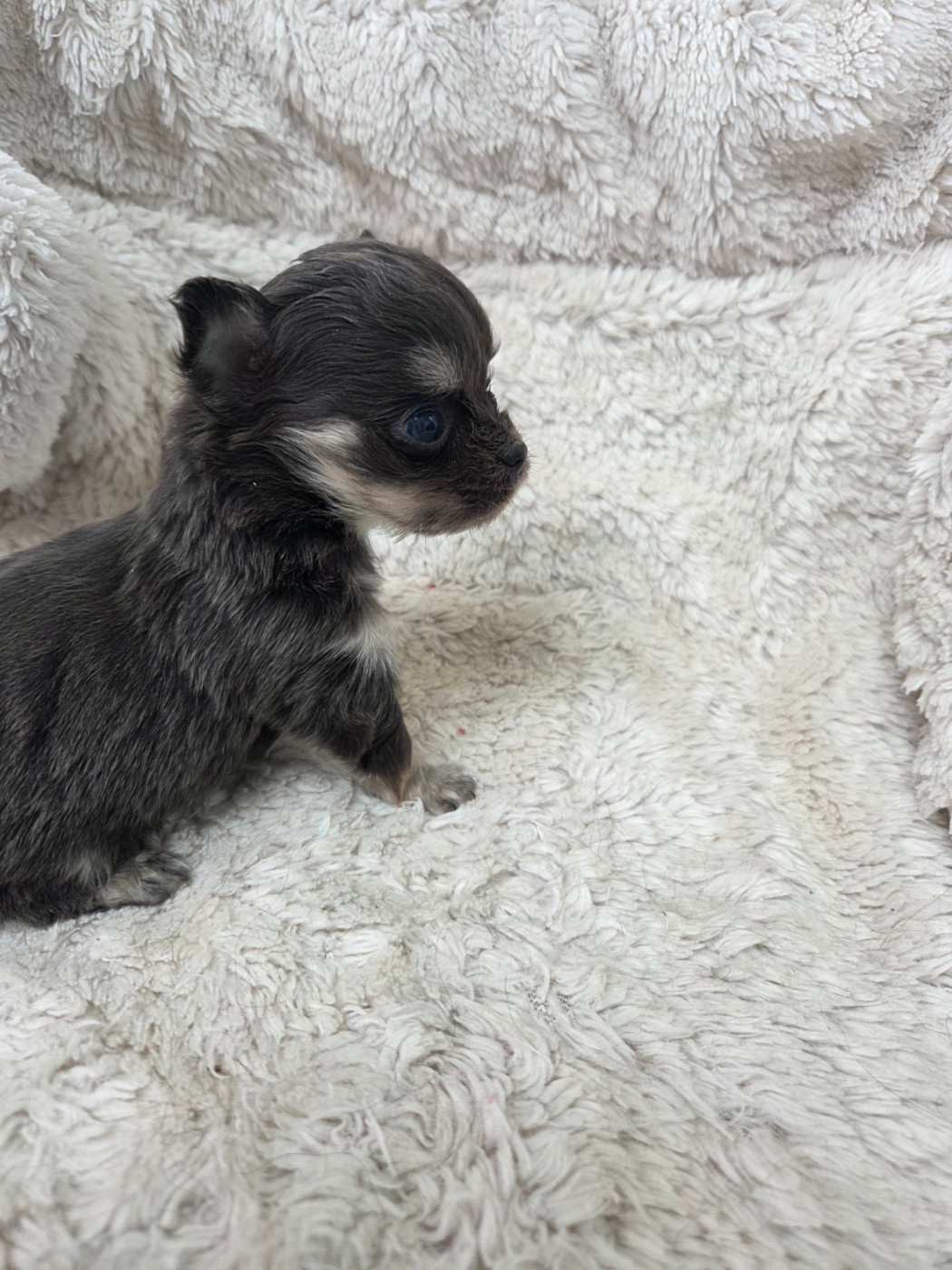 Des Jardins De Titan - Chiots disponibles - Chihuahua