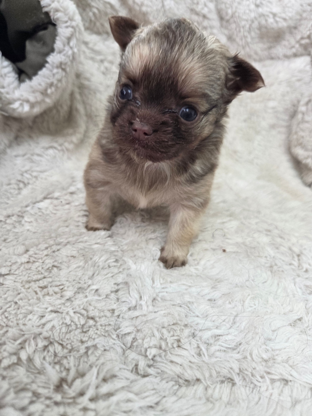 Des Jardins De Titan - Chiots disponibles - Chihuahua