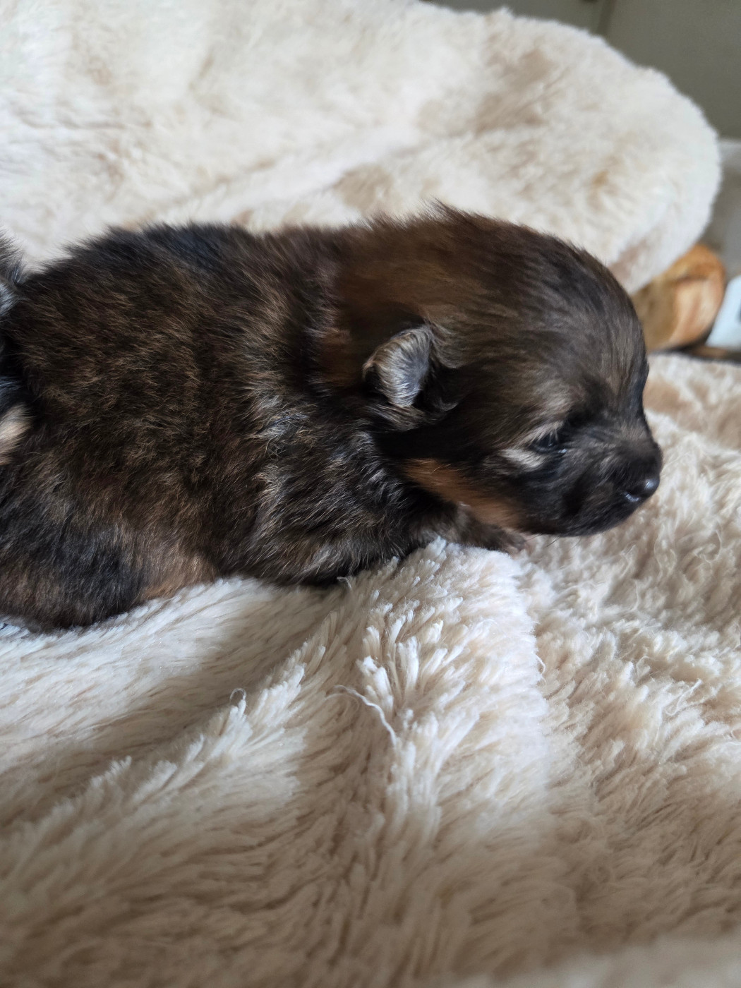 Des Jardins De Titan - Chiots disponibles - Spitz allemand