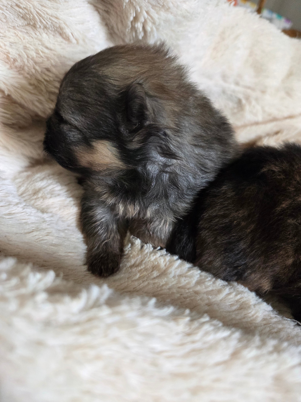 Des Jardins De Titan - Chiots disponibles - Spitz allemand