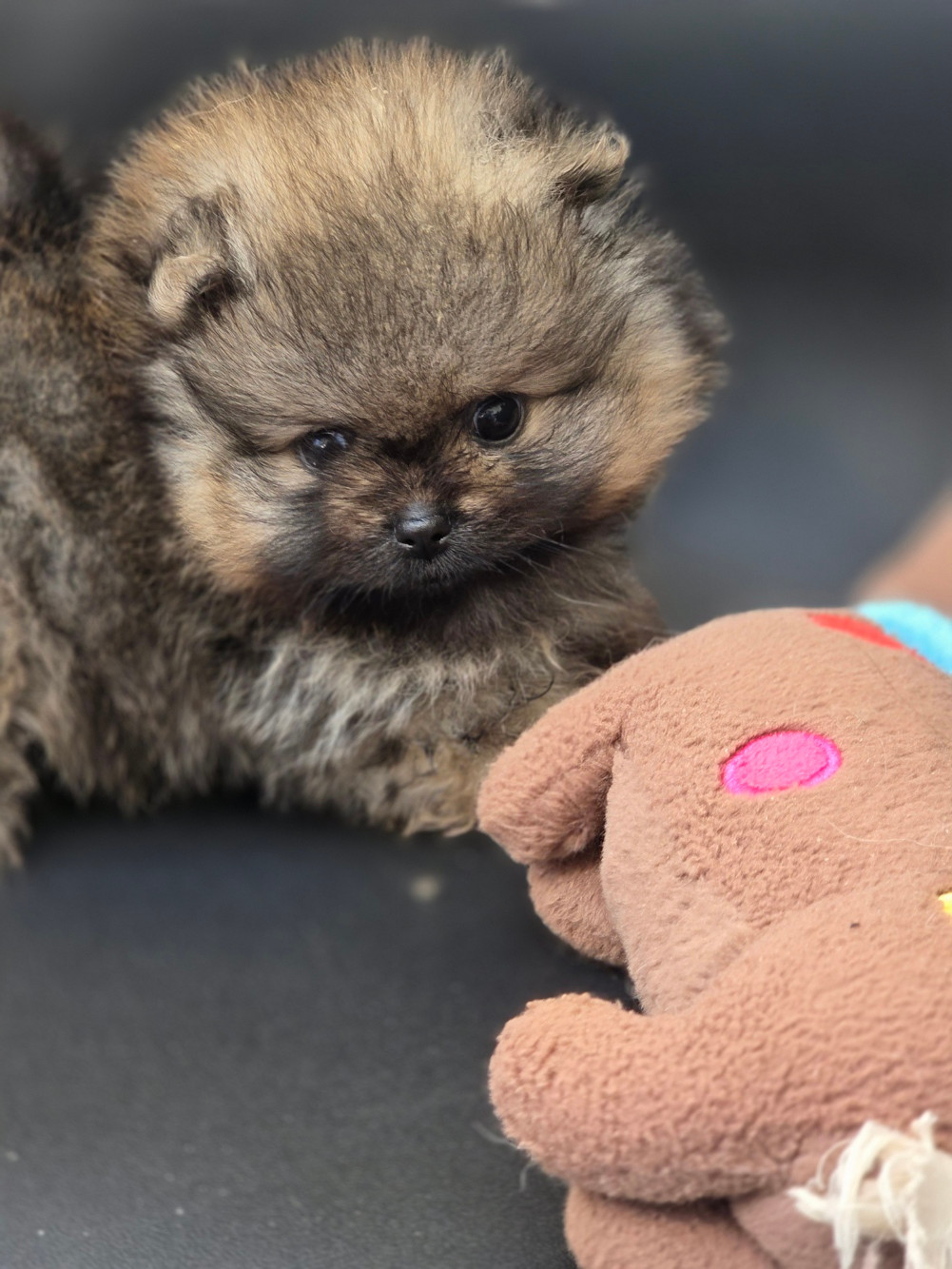 Des Jardins De Titan - Chiots disponibles - Spitz allemand