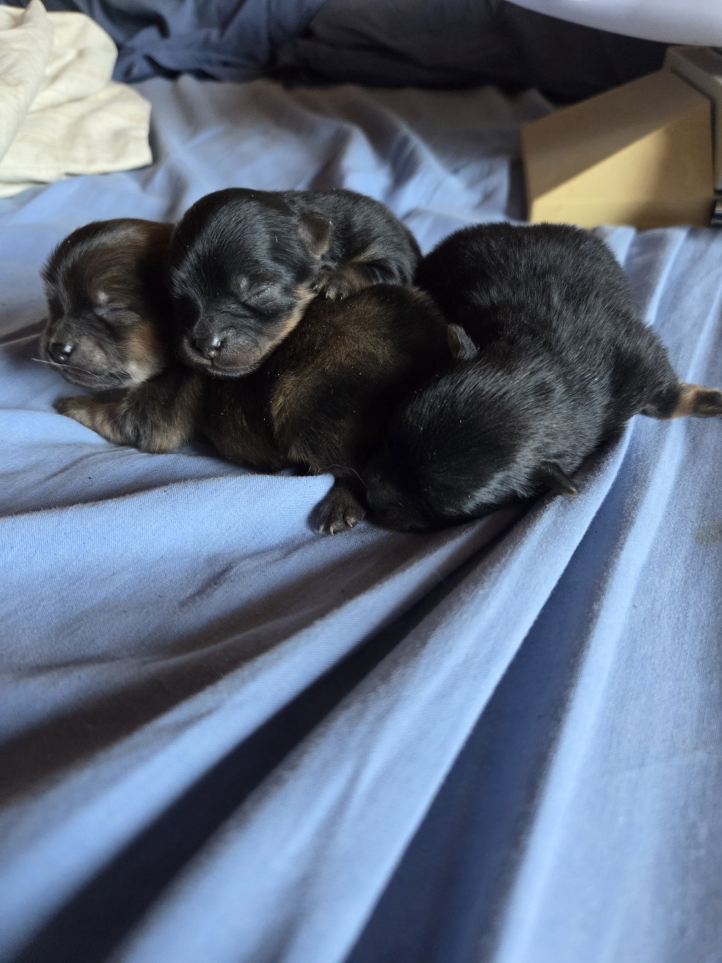 Chiot Spitz allemand Des Jardins De Titan