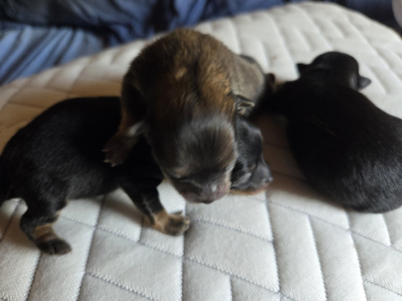 Des Jardins De Titan - Chiots disponibles - Spitz allemand