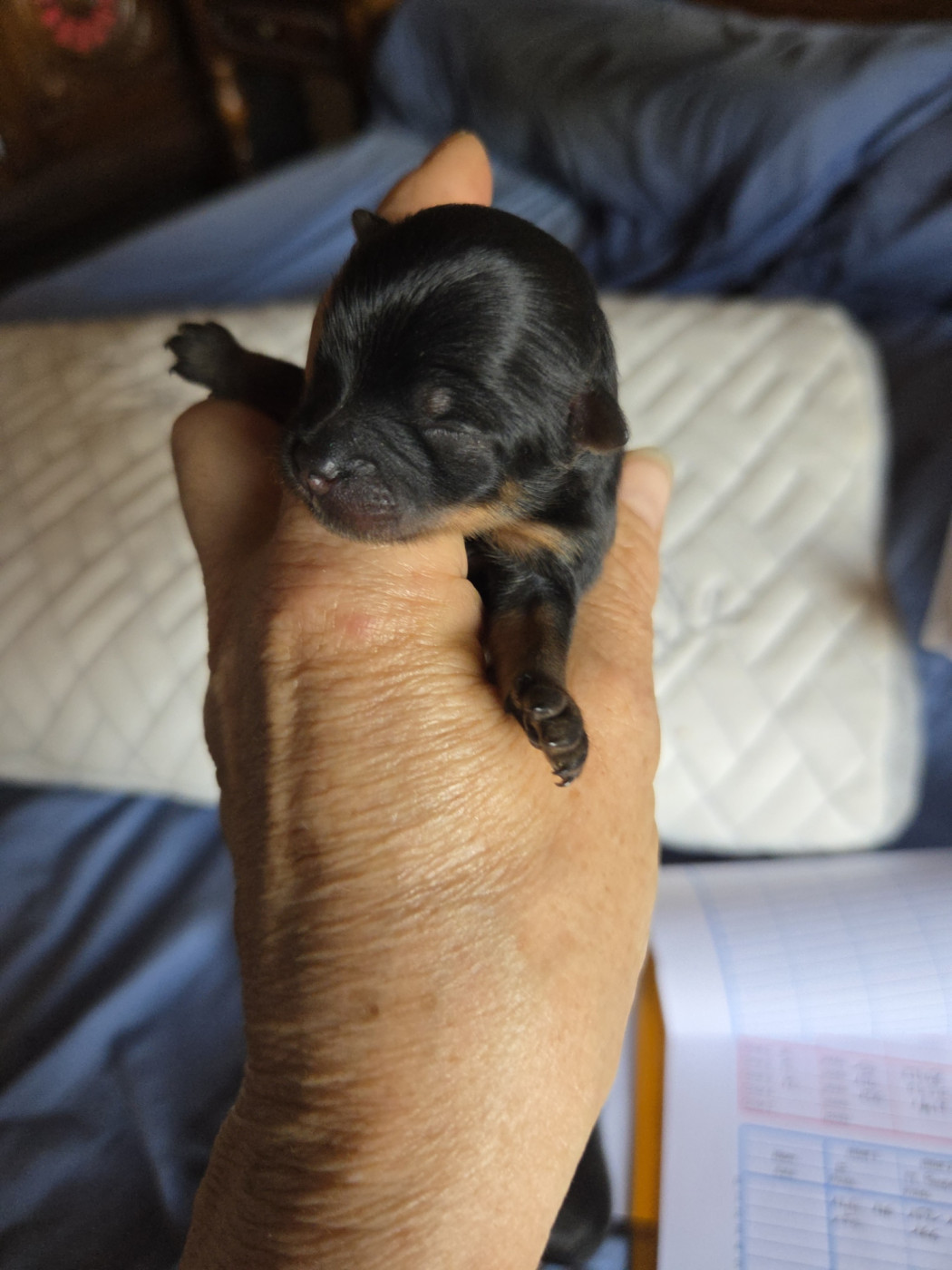 Des Jardins De Titan - Chiots disponibles - Spitz allemand