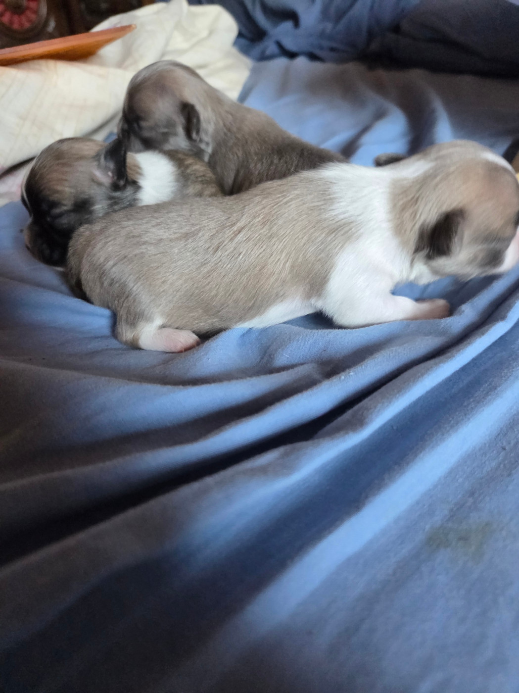 Des Jardins De Titan - Chiots disponibles - Chihuahua
