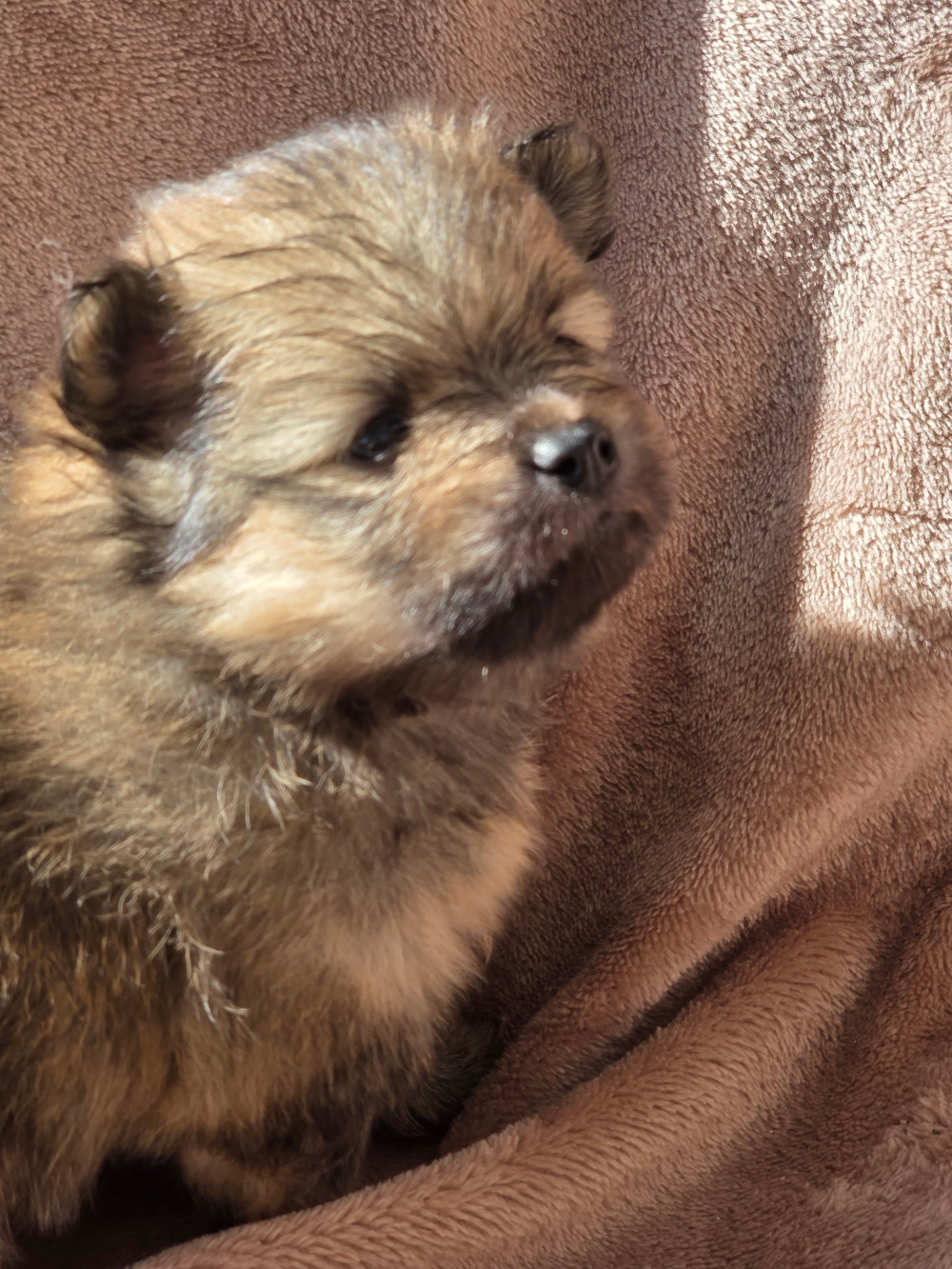 Des Jardins De Titan - Chiots disponibles - Spitz allemand