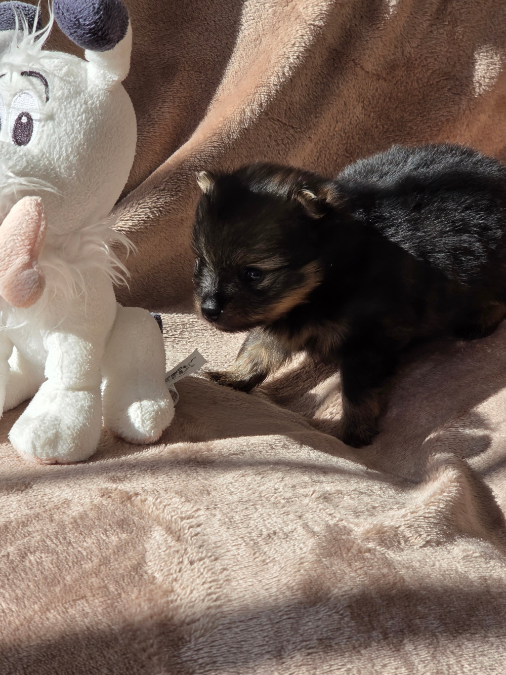 Des Jardins De Titan - Chiots disponibles - Spitz allemand