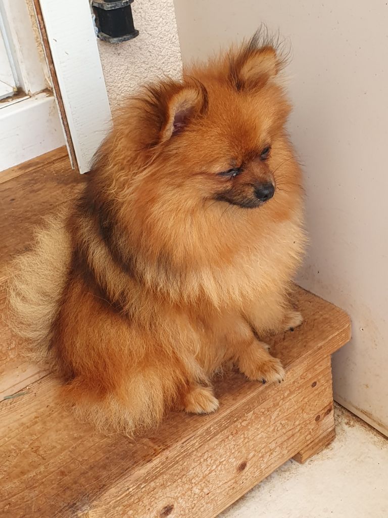 Des Jardins De Titan - Chiots disponibles - Spitz allemand