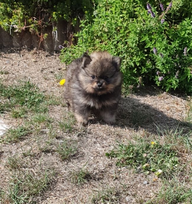 Des Jardins De Titan - Chiots disponibles - Spitz allemand