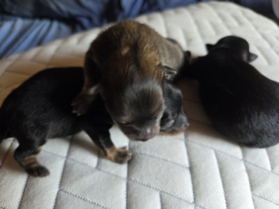 Chiot N°1