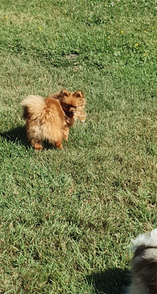 Des Jardins De Titan - Chiots disponibles - Spitz allemand