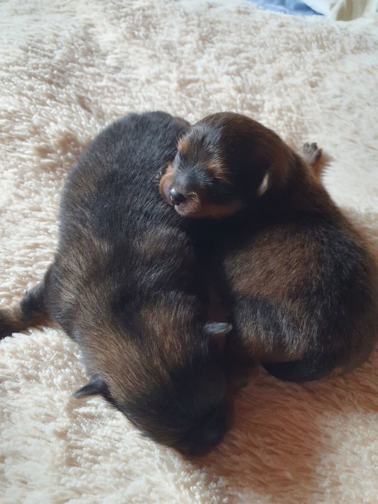 Des Jardins De Titan - Chiots disponibles - Spitz allemand