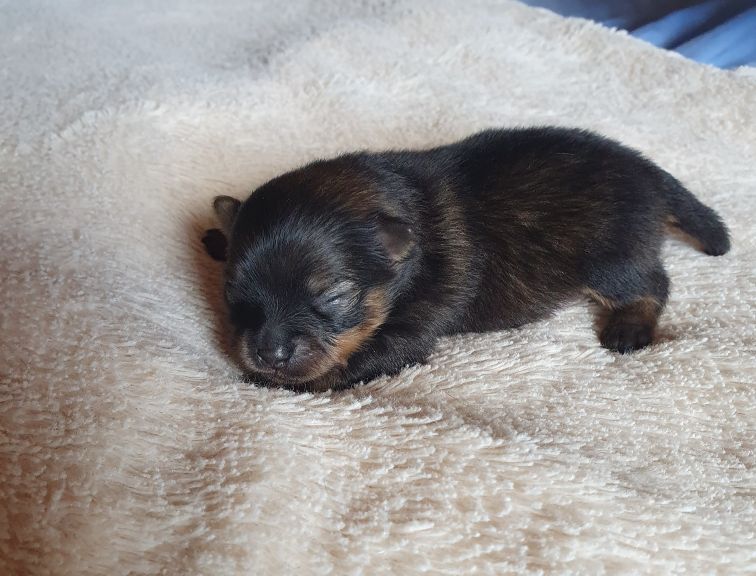 Des Jardins De Titan - Chiots disponibles - Spitz allemand