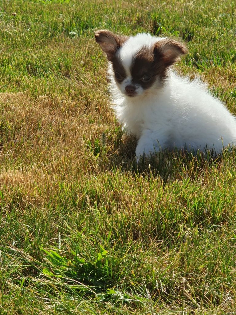 Des Jardins De Titan - Chiots disponibles - Chihuahua
