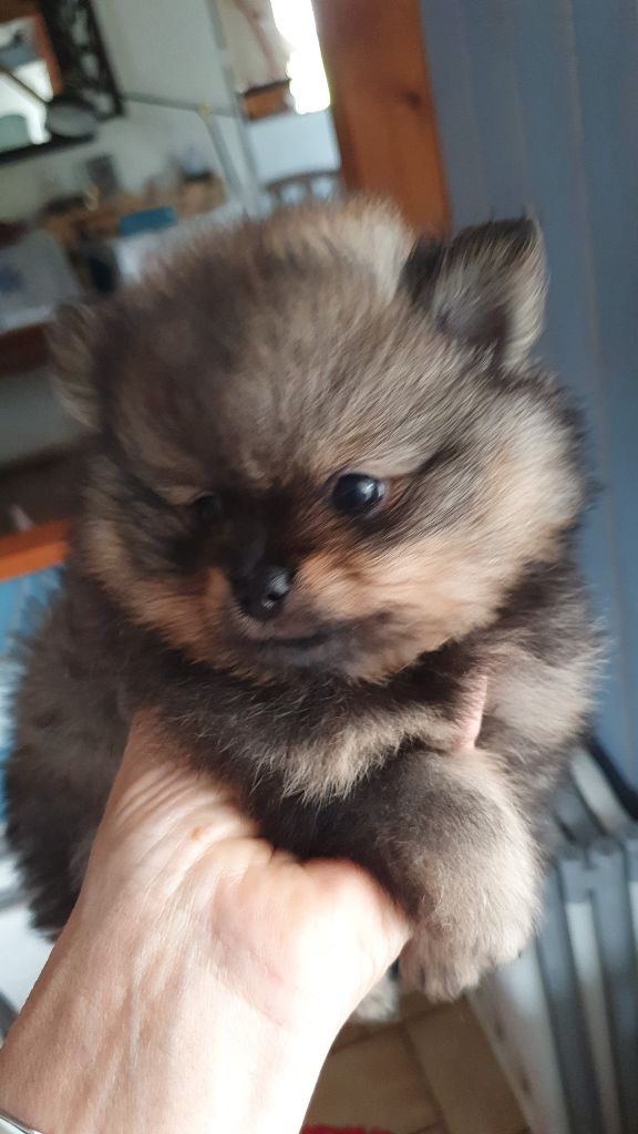 Des Jardins De Titan - Chiots disponibles - Spitz allemand